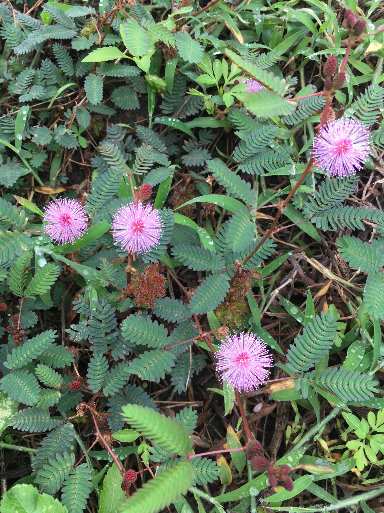 Mimosa pudica